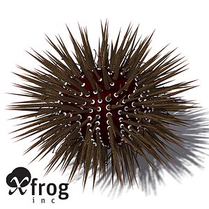 3d model xfrogplants mathaeus sea urchin