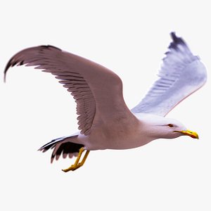 Seagull Animated  Maya 2026 3D model