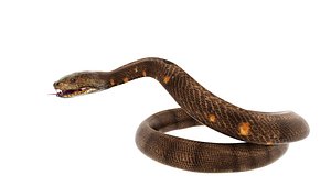 python snake dark brown colour snake 3D model