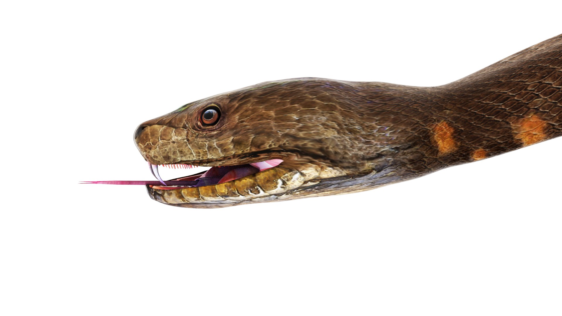 Python snake dark brown colour snake 3D model - TurboSquid 1958339