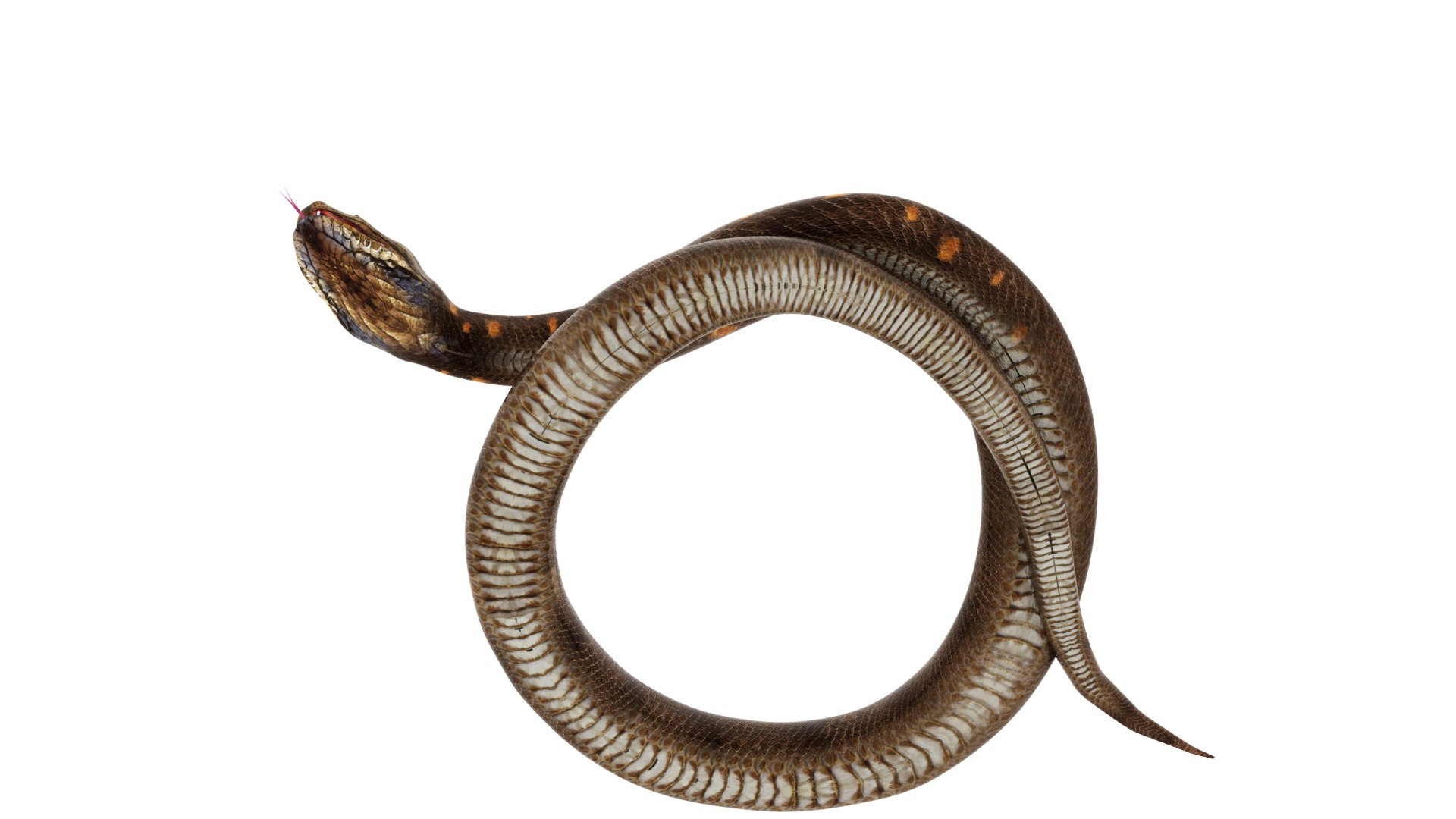 Python snake dark brown colour snake 3D model - TurboSquid 1958339