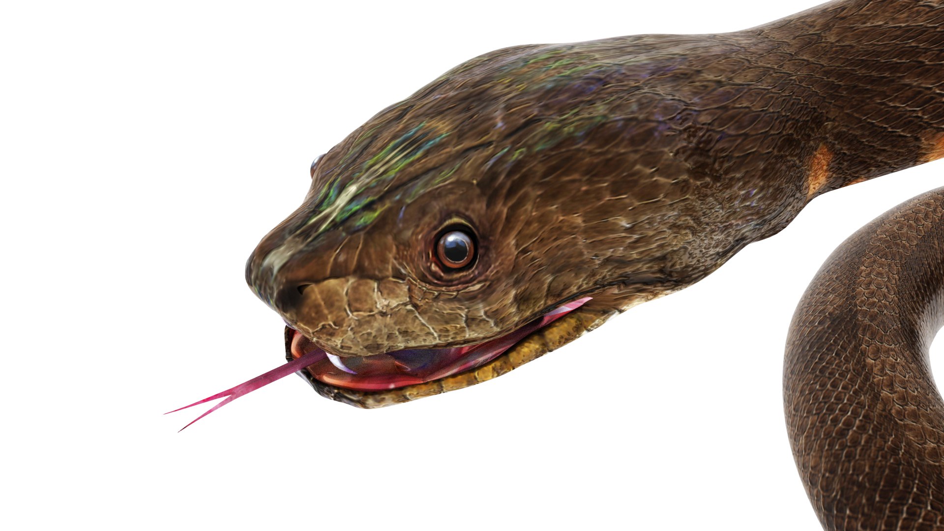 Python snake dark brown colour snake 3D model - TurboSquid 1958339