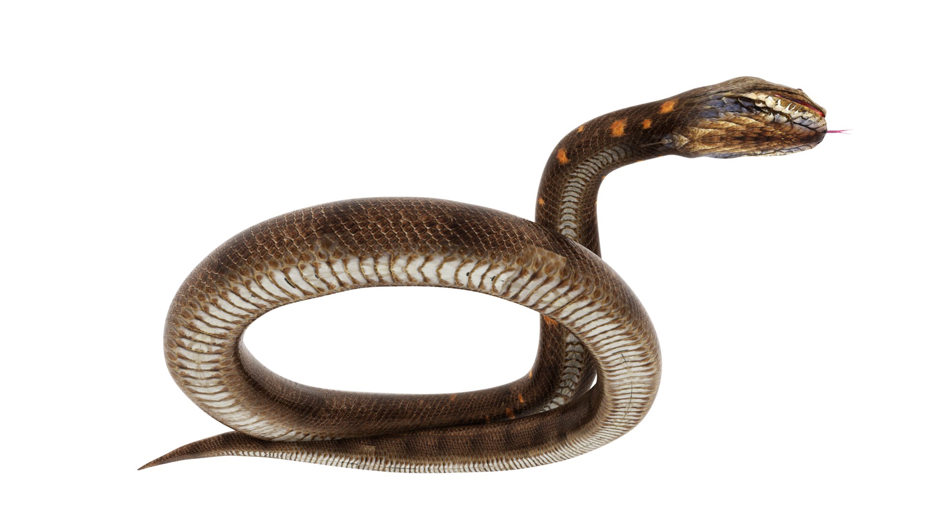 Python snake dark brown colour snake 3D model - TurboSquid 1958339