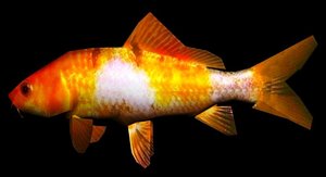 Koi