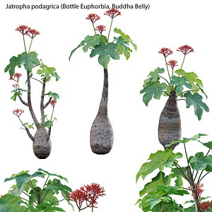 3D Jatropha podagrica - Bottle Euphorbia - Buddha Belly