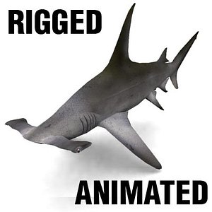 hammerhead shark