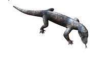 komodo dragon varanus australia animal