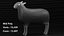Cartoon Cute Sheep