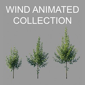 Tilia platyphyllos wind  animated collection