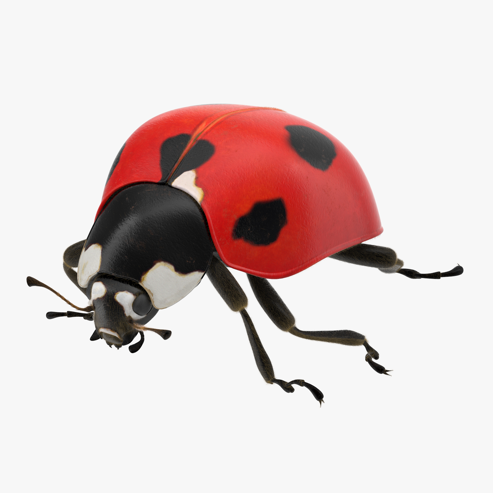 max insects fly mosquito