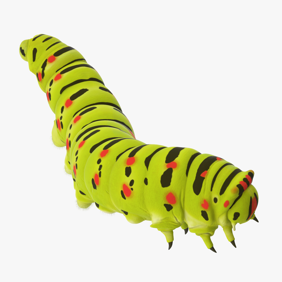 max insects fly mosquito