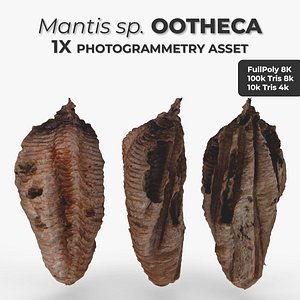 3D Entomology - Mantis sp Ootheca