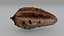 Entomologie - Oothèque de Mantis sp.