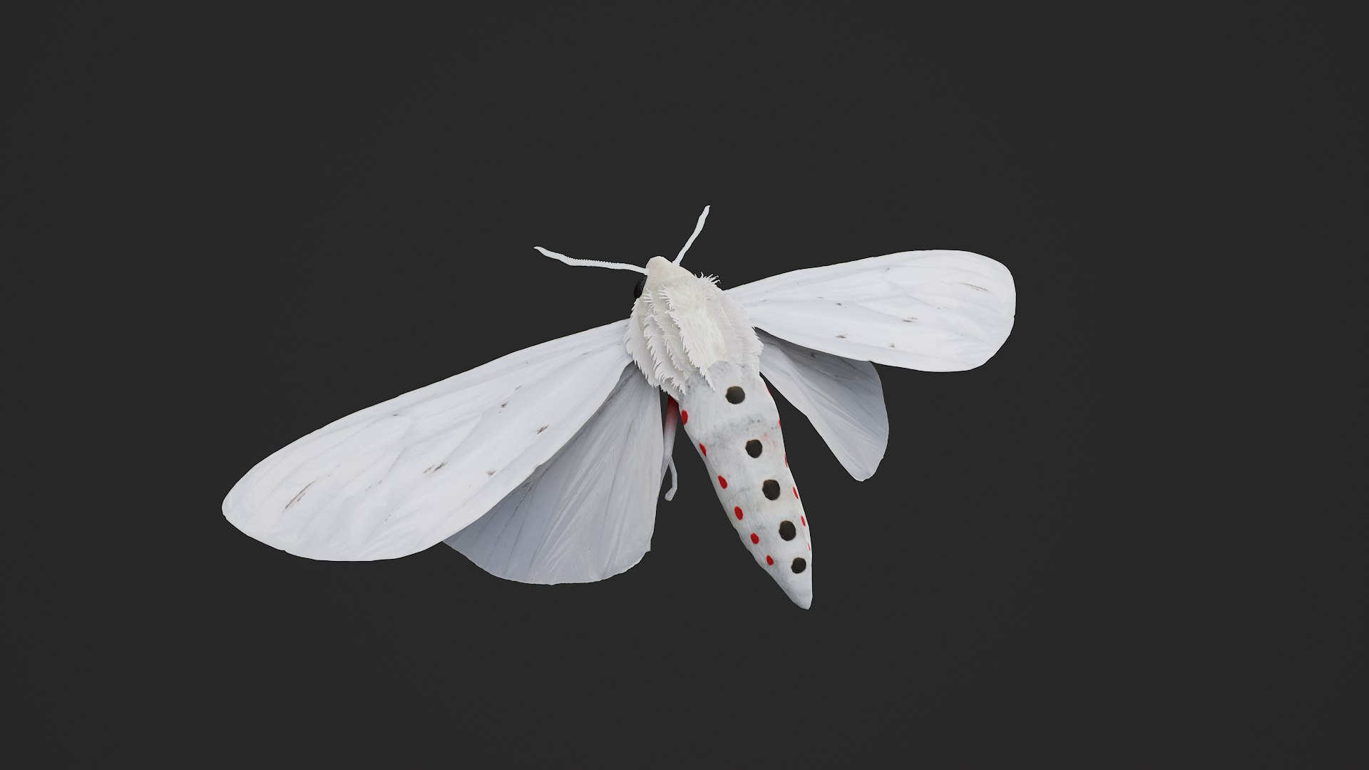 Moth Chionarctia nivea model https://p.turbosquid.com/ts-thumb/W8/EPcOB4/8J/untitled_001/png/1765769245/1920x1080/fit_q87/b4c98ed24107ce6296b0c94c1fb2228c21e53229/untitled_001.jpg