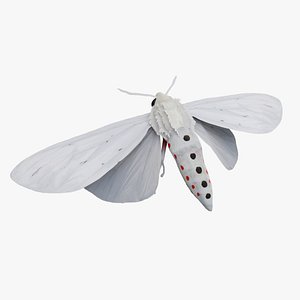 Moth Chionarctia nivea model