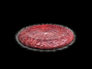 free blood cell 3d model