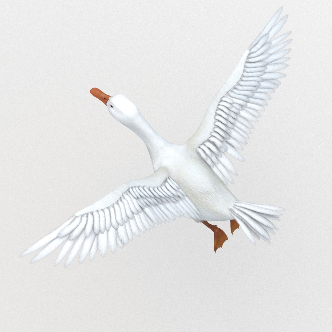 Realistic White Duck Rigging 3D Model - TurboSquid 1201727