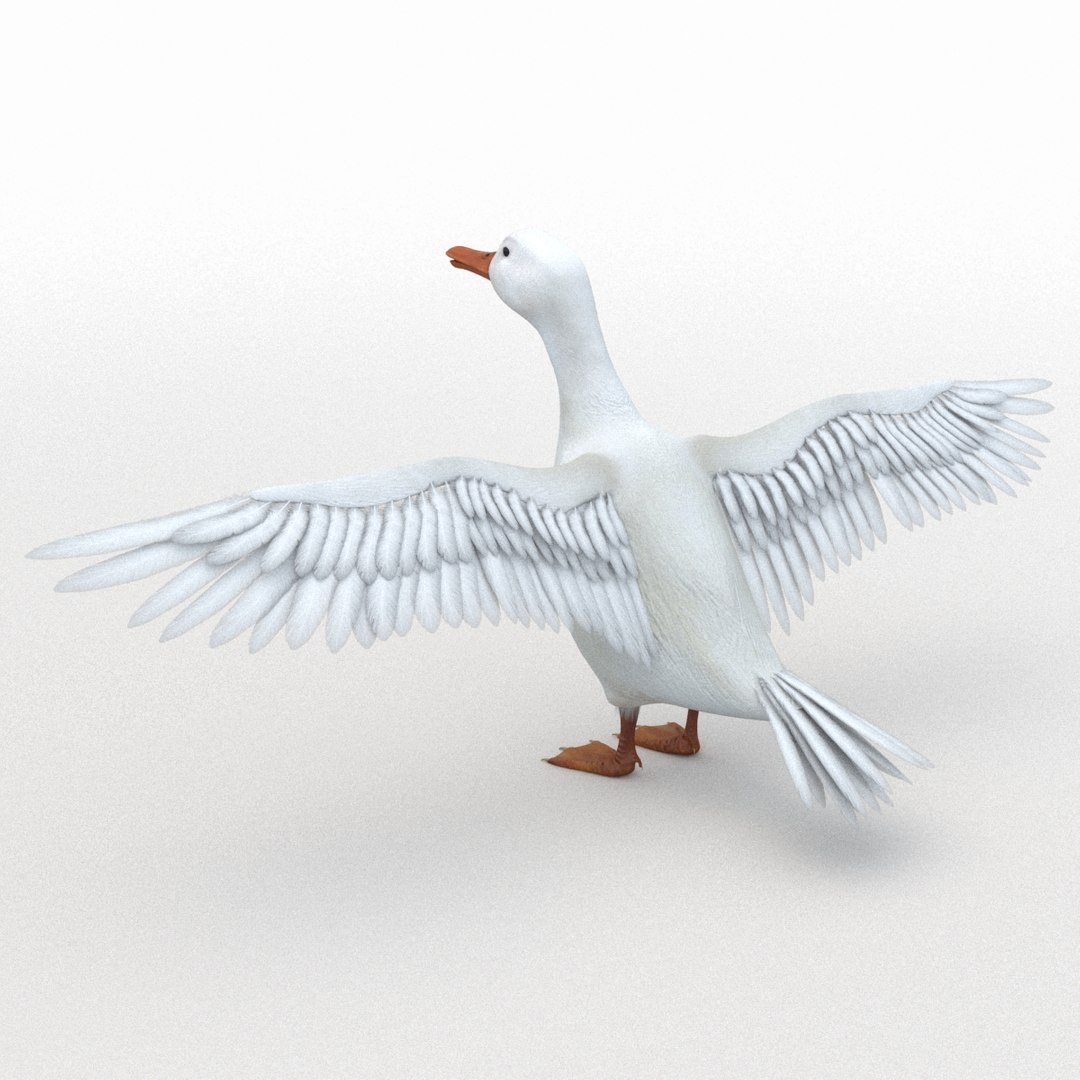 Realistic White Duck Rigging 3D Model - TurboSquid 1201727