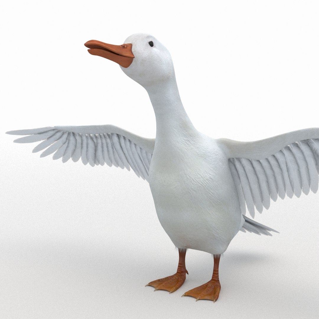 Realistic White Duck Rigging 3D Model - TurboSquid 1201727