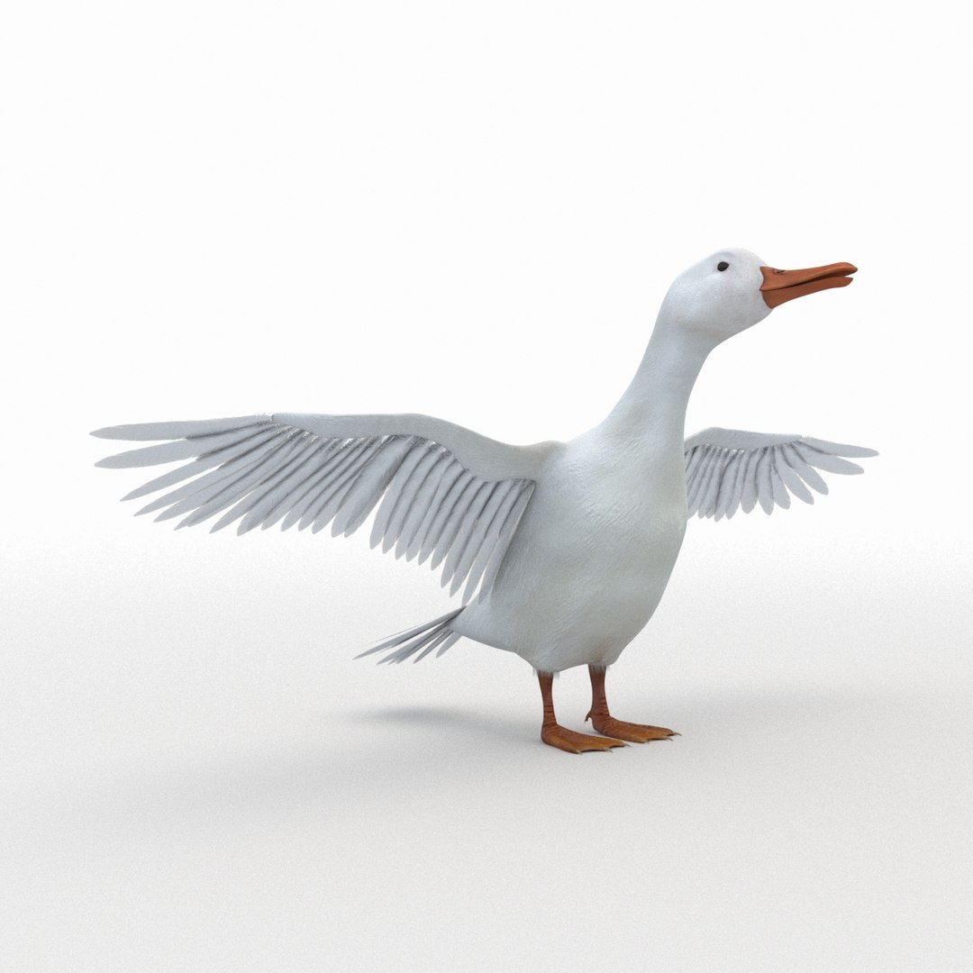 Realistic White Duck Rigging 3D Model - TurboSquid 1201727