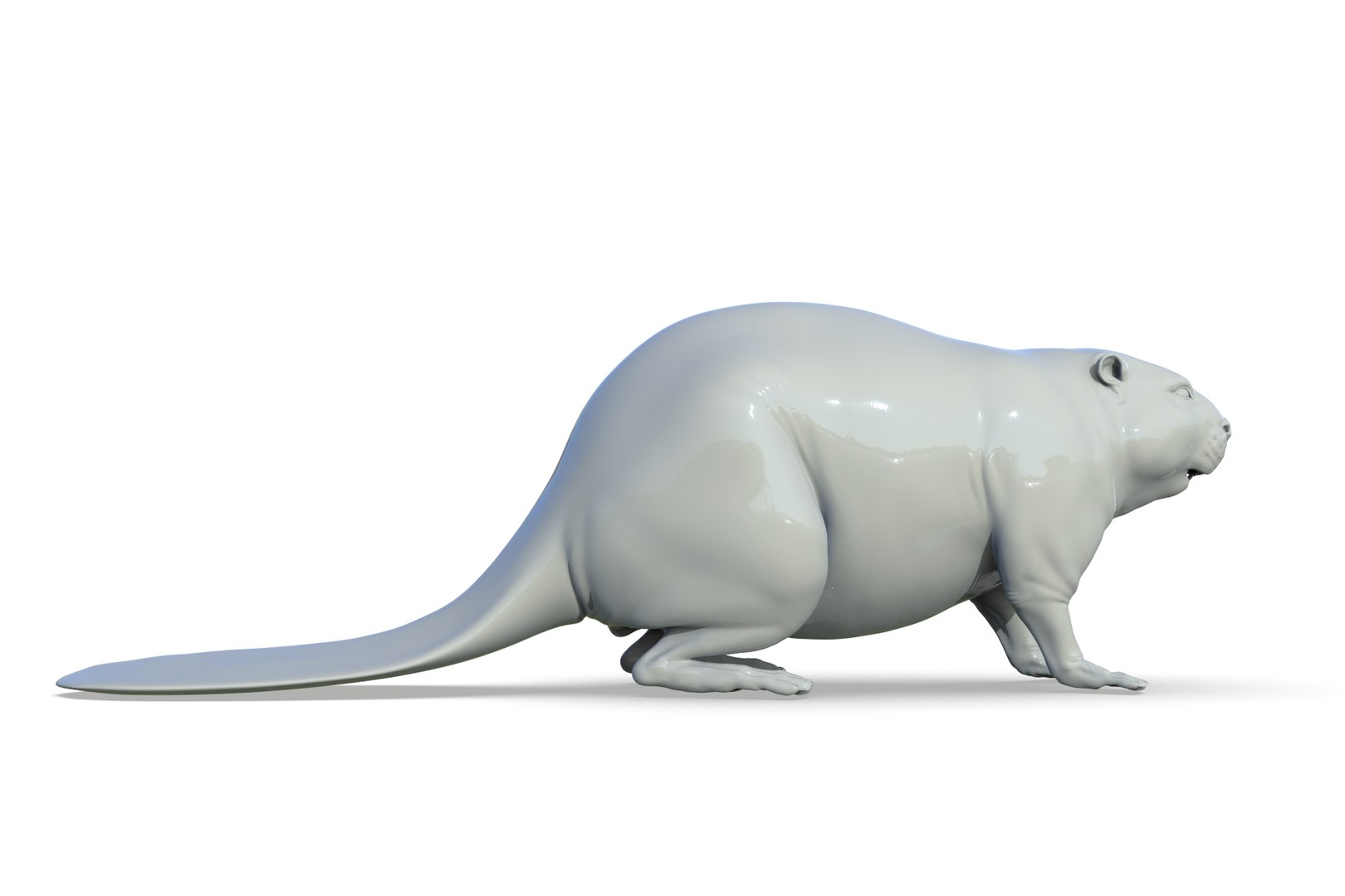 Beaver 3D Model - TurboSquid 2205846