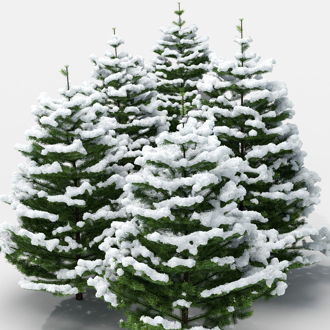 3D Fir Tree Model - TurboSquid 1547407