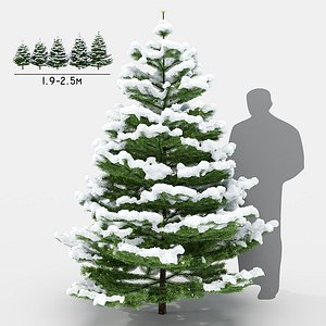 3D fir tree model