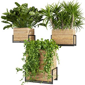 plant vol 869 - box - palm - office - pothos