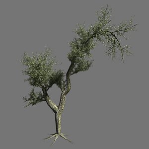 olive tree 3d 3ds