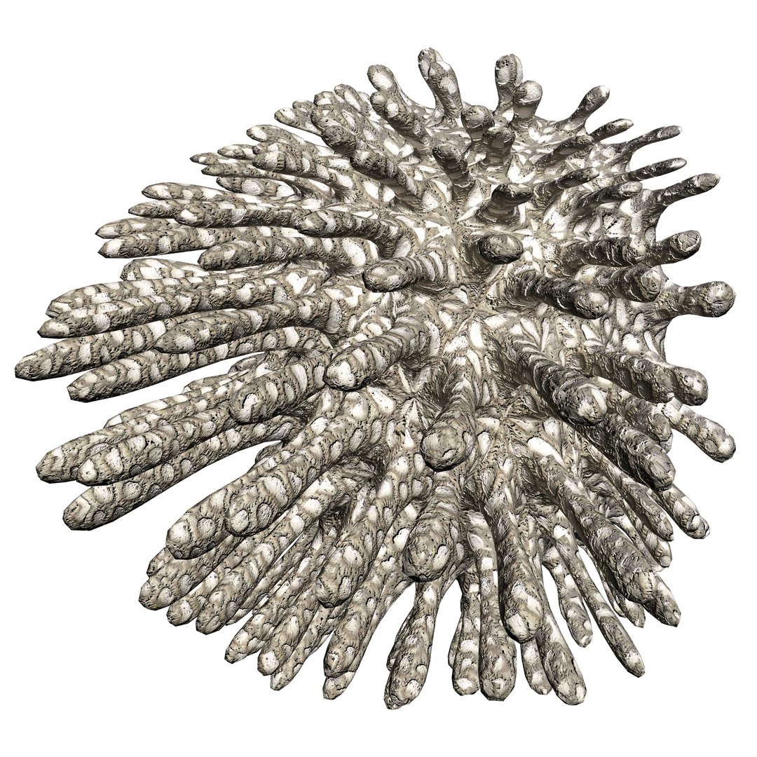 3D coral https://p.turbosquid.com/ts-thumb/W8/vBLUEJ/0OcSrGXq/05/png/1508066871/1920x1080/fit_q87/4ec33c4a642a6bb651bf055445720f943a9b0b12/05.jpg
