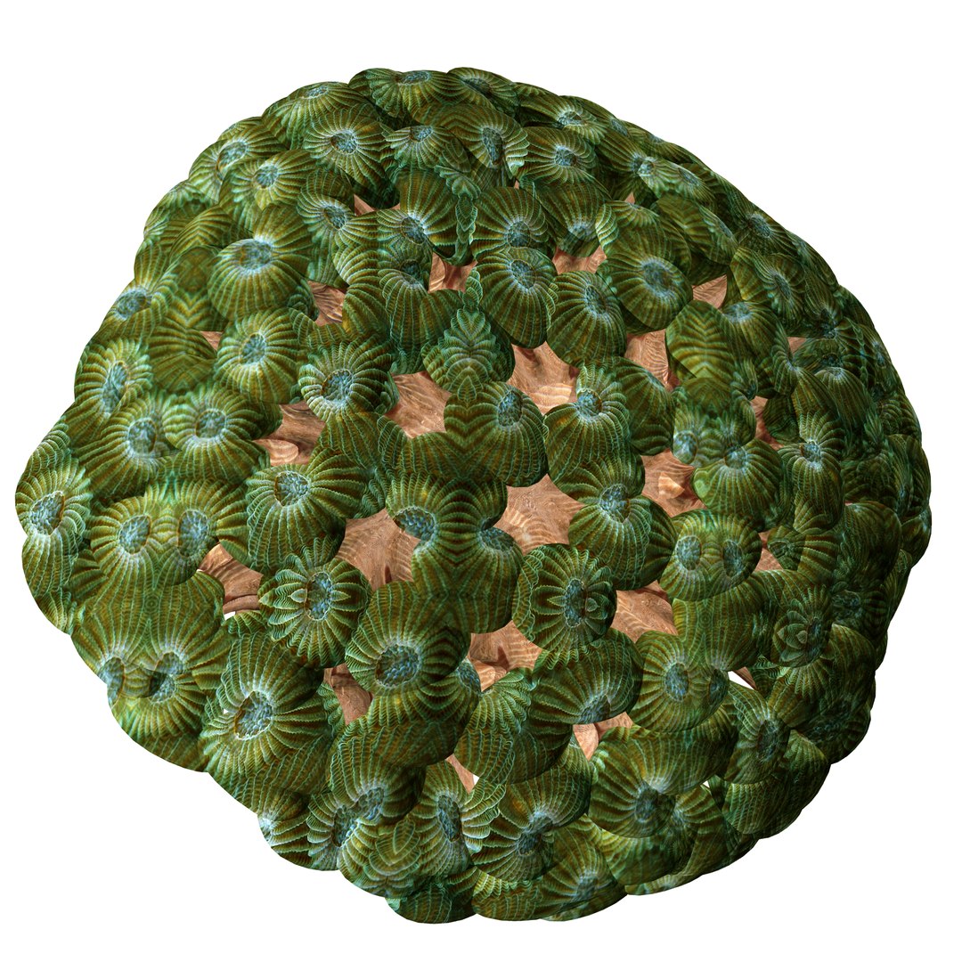 3D coral https://p.turbosquid.com/ts-thumb/W8/vBLUEJ/1qrEb6ob/30/png/1508066872/1920x1080/fit_q87/49b77ab3b9af6f3745c8d290882ba44f323306e8/30.jpg