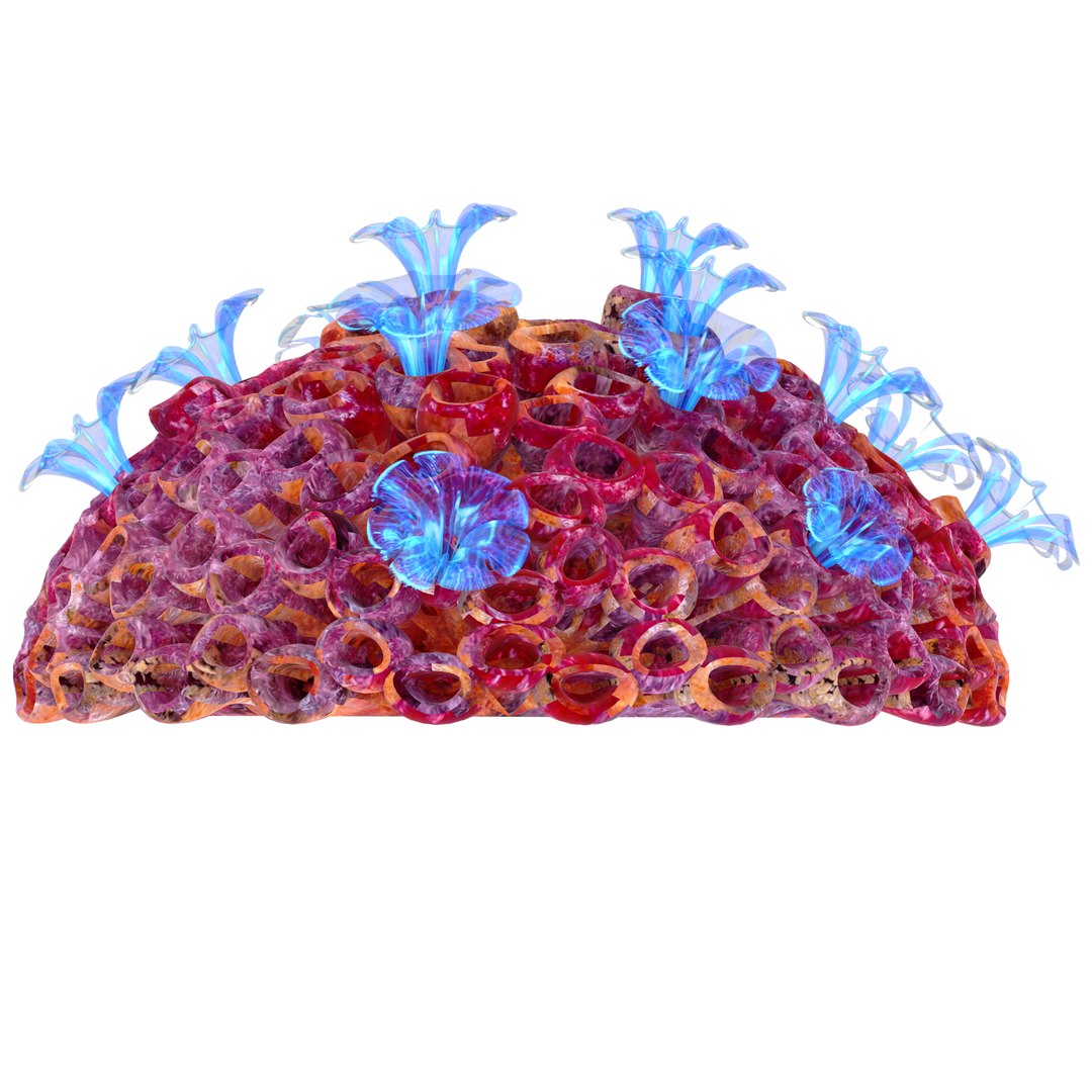 3D coral https://p.turbosquid.com/ts-thumb/W8/vBLUEJ/6fKuZZT4/07/png/1508066871/1920x1080/fit_q87/bdd4b7ee81b691f8ec27d607babbe32cb49911f9/07.jpg