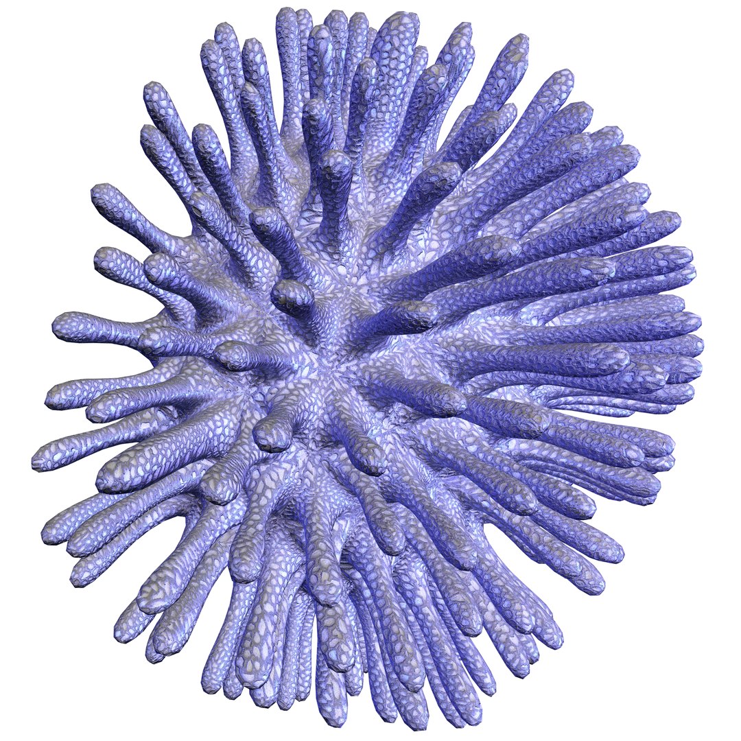 3D coral https://p.turbosquid.com/ts-thumb/W8/vBLUEJ/93EJjxwF/13/png/1508066871/1920x1080/fit_q87/824aa172f426de05094eddc4ac69f84ba6f3ac9e/13.jpg