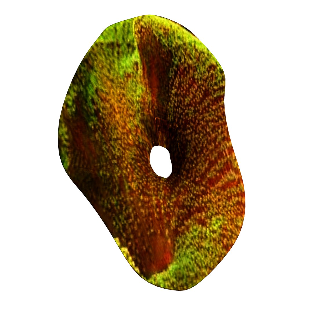 3D coral https://p.turbosquid.com/ts-thumb/W8/vBLUEJ/Ek1YWsqD/17/png/1508066871/1920x1080/fit_q87/758853ab88112a85908888a3264f1d8cd0199e38/17.jpg