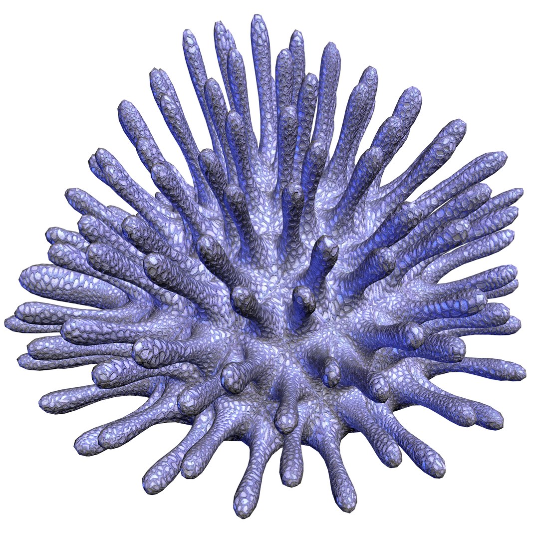 3D coral https://p.turbosquid.com/ts-thumb/W8/vBLUEJ/RvPJAS7p/12/png/1508066871/1920x1080/fit_q87/76b8fa0f86d644cf16666fe466b867a3f3da578f/12.jpg