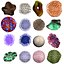 Coral Collection