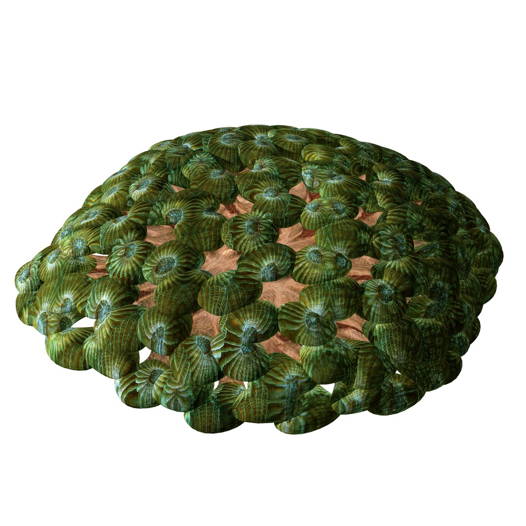 3D coral https://p.turbosquid.com/ts-thumb/W8/vBLUEJ/edpTs4jM/31/png/1508066872/1920x1080/fit_q87/456f78ea8fc4f31fba2a284a302cc2b7f44d6bf8/31.jpg