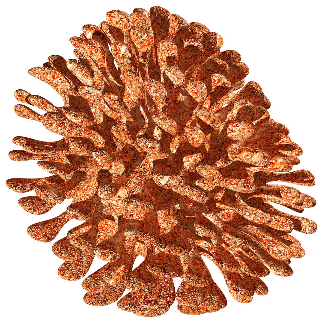 3D coral https://p.turbosquid.com/ts-thumb/W8/vBLUEJ/mpnRpZ2B/24/png/1508066871/1920x1080/fit_q87/debc5e7351aee840d51a4816744f05a34fa9d398/24.jpg