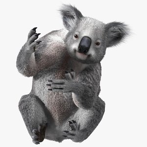 Koala Climbing Fur