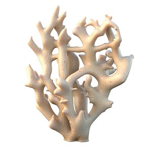 Coral reef 19 3D