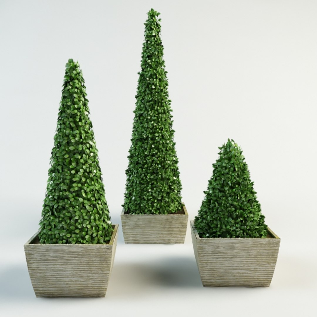 3d Pyramidal Boxwood