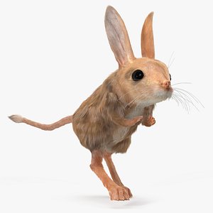 Desert Jerboa Fur