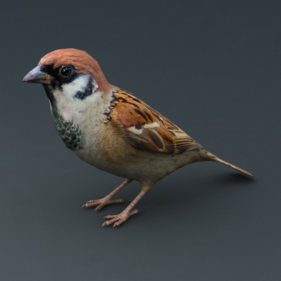 3d model sparrow https://p.turbosquid.com/ts-thumb/W9/XUgIVN/YsycpjEo/v1_2/png/1390546489/1920x1080/fit_q87/86fd64b2b3ab8edd9ad26303761fd7f852631b19/v1_2.jpg