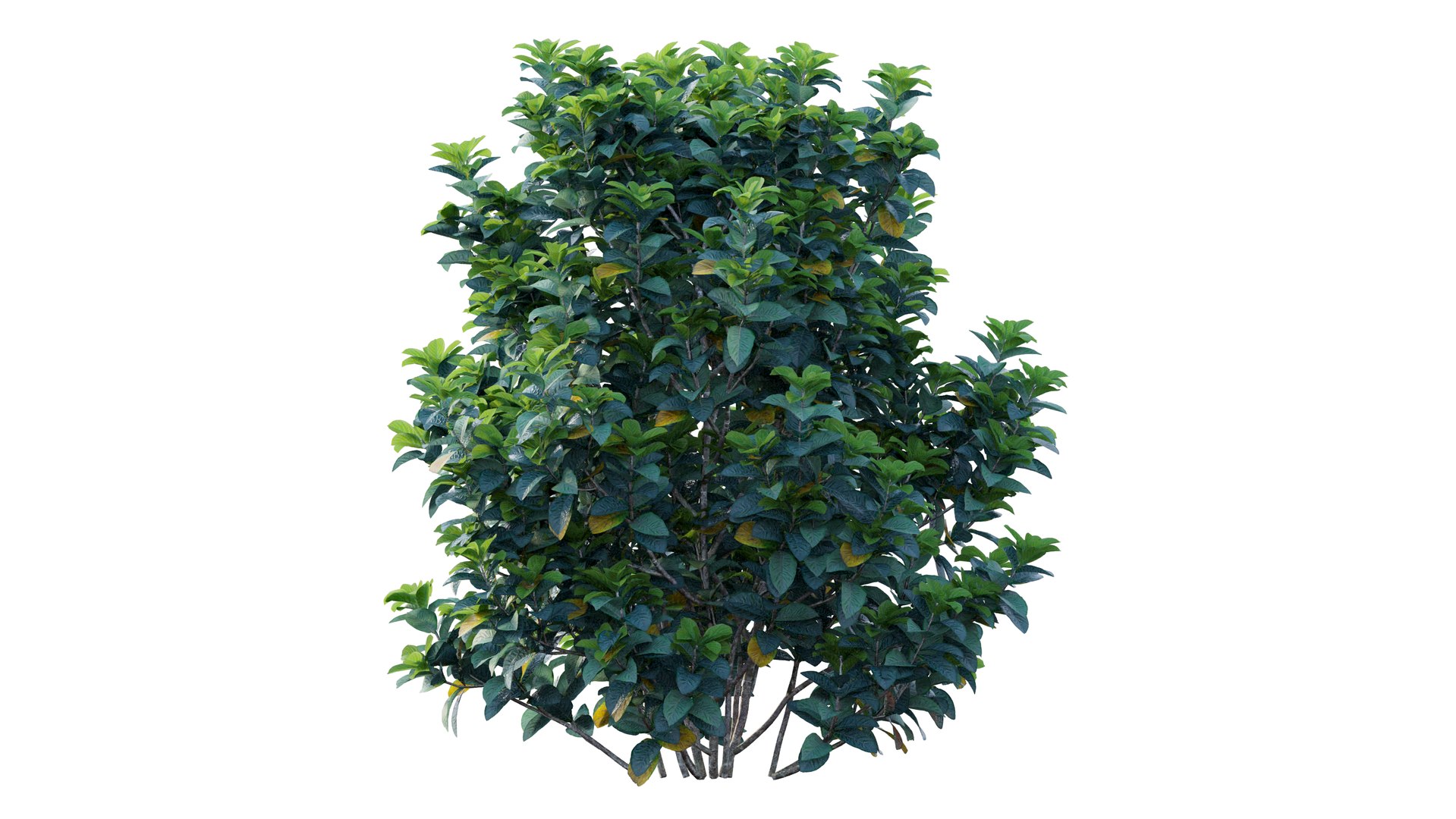 gardenia angustifolia merr plant 3D model https://p.turbosquid.com/ts-thumb/W9/fmz55p/0WwGVFy4/6_interactivelightmix/png/1603701445/1920x1080/fit_q87/77310a6015f43b056582c9e44edaab0b7664009b/6_interactivelightmix.jpg