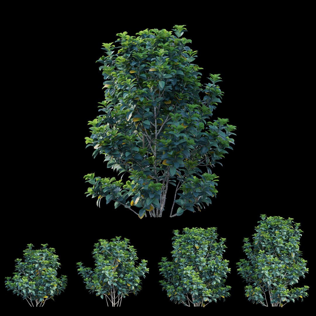 gardenia angustifolia merr plant 3D model https://p.turbosquid.com/ts-thumb/W9/fmz55p/6eXMJQnK/view06/jpg/1596438375/1920x1080/fit_q87/b72a8aebe7197557acc07bcdce630dcd9041fbbc/view06.jpg