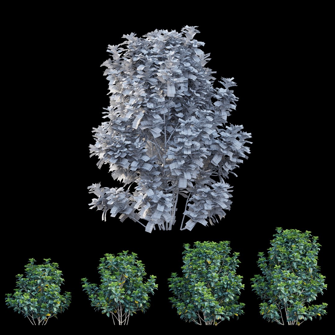 gardenia angustifolia merr plant 3D model https://p.turbosquid.com/ts-thumb/W9/fmz55p/75T6901p/view05/jpg/1596438375/1920x1080/fit_q87/2a7fdb9d3f4a8d38dc9de30b0bddd5206d33b2a3/view05.jpg