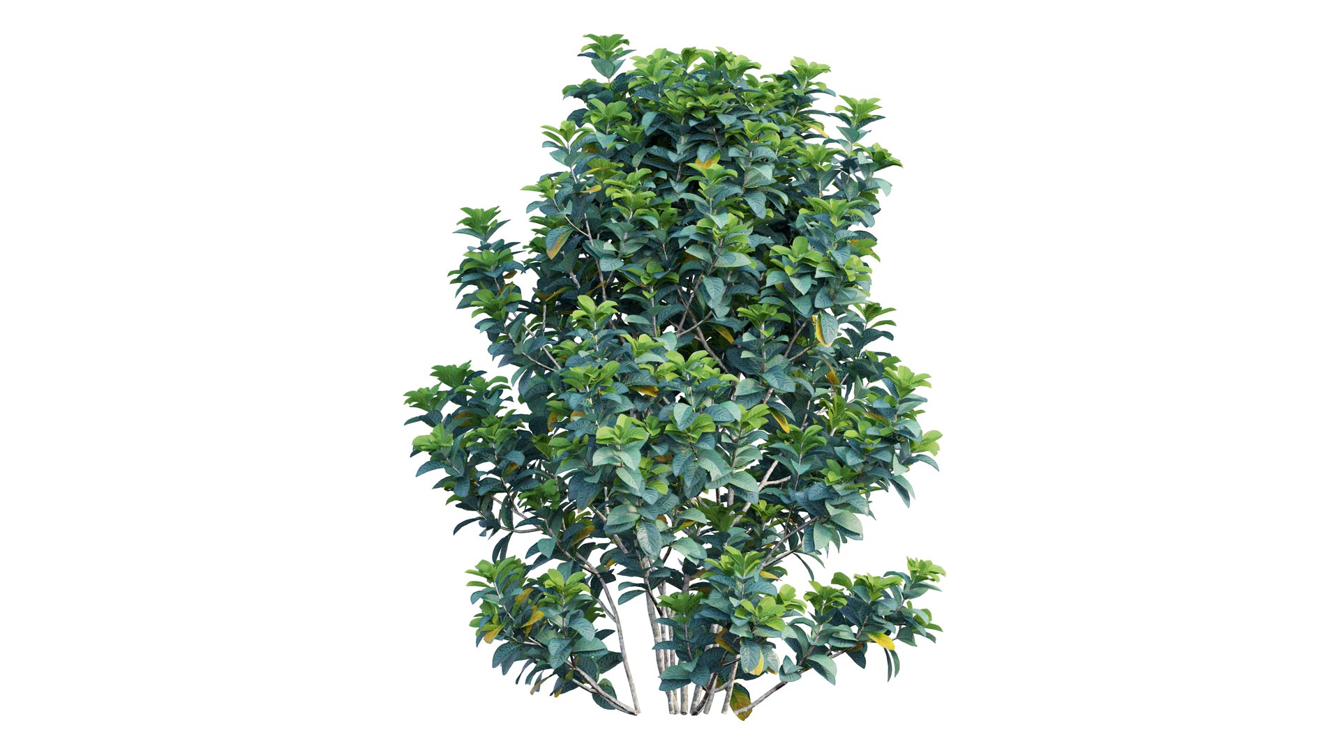 gardenia angustifolia merr plant 3D model https://p.turbosquid.com/ts-thumb/W9/fmz55p/9YSd6Up3/7_interactivelightmix/png/1603701445/1920x1080/fit_q87/fa5dcf72c92bcc484a8258a34f3f7508504b71c7/7_interactivelightmix.jpg