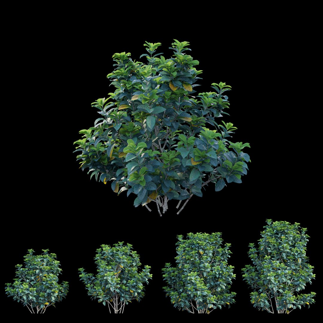 gardenia angustifolia merr plant 3D model https://p.turbosquid.com/ts-thumb/W9/fmz55p/DhA8EiRt/view01/jpg/1596438375/1920x1080/fit_q87/677281def526f9c711439d56614b99382a624b43/view01.jpg