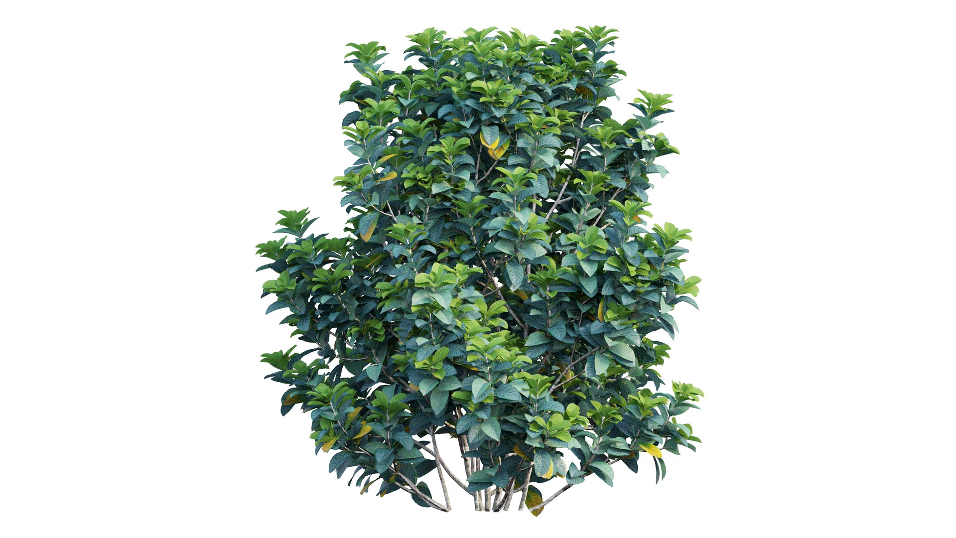 gardenia angustifolia merr plant 3D model https://p.turbosquid.com/ts-thumb/W9/fmz55p/JuOYggVF/5_interactivelightmix/png/1603701444/1920x1080/fit_q87/ba79b6eb00df4010606dbd95fc3d474f20dc2f80/5_interactivelightmix.jpg