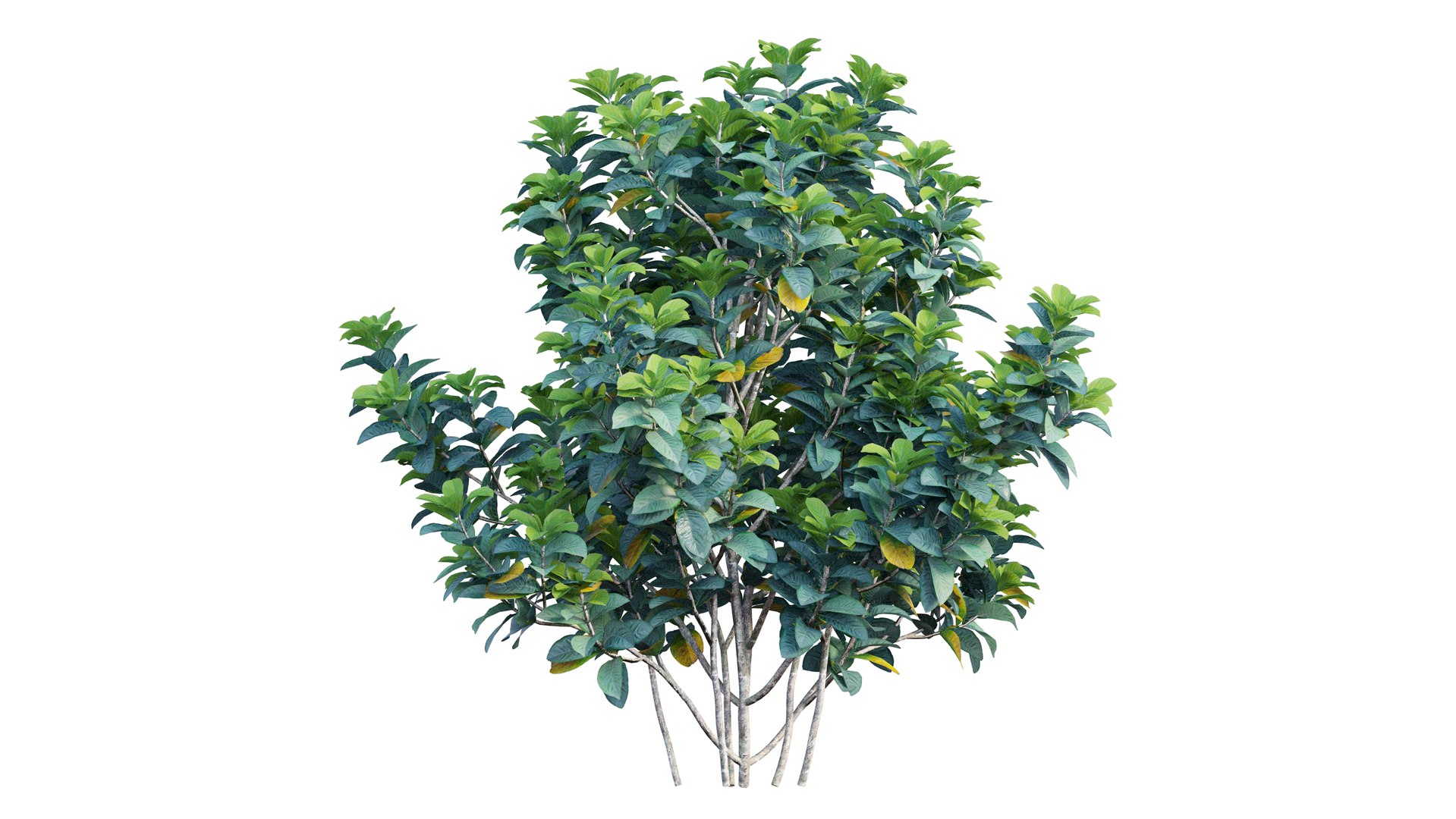 gardenia angustifolia merr plant 3D model https://p.turbosquid.com/ts-thumb/W9/fmz55p/MUZTow3q/4_interactivelightmix/png/1603701444/1920x1080/fit_q87/fc16fd102f177ee7a79877a25d9cca46d704a0eb/4_interactivelightmix.jpg